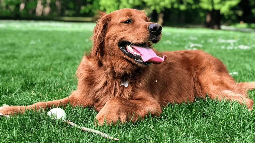 Happy dog in a clean backyard, symbolizing the benefits of finding the best professional poop removal service for a safe and enjoyable outdoor space.