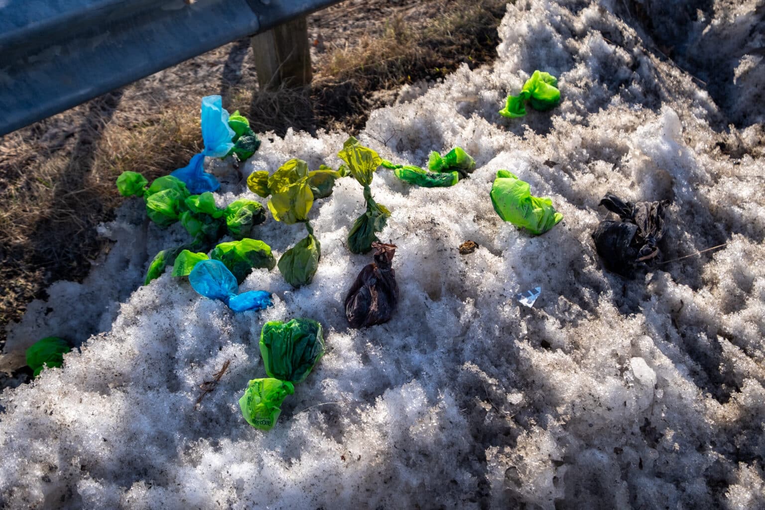 Plastic dog waste bags lying on the ground filled with dog poop, illustrating improper dog poop disposal practices and underscoring the need for effective pet waste management.