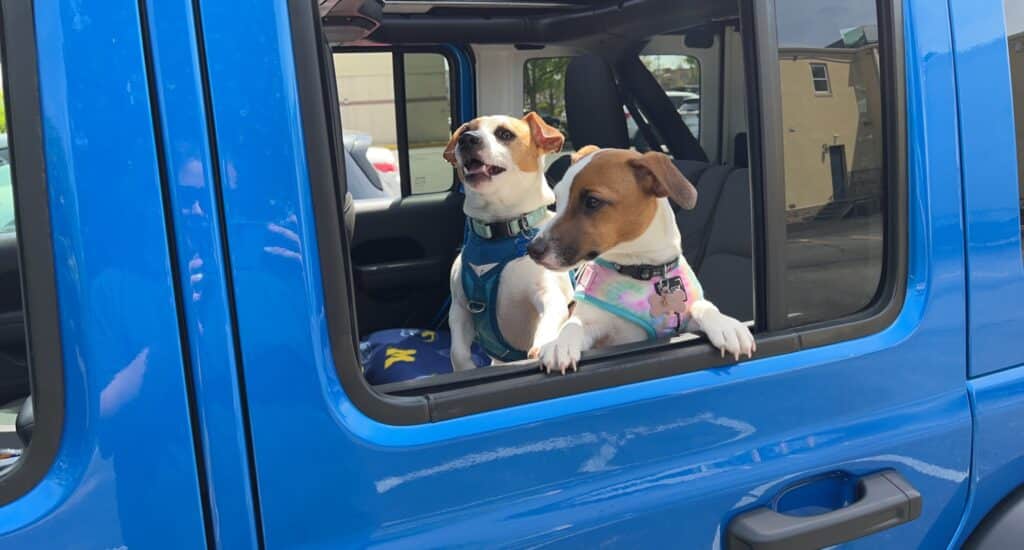 Copper and Penny, the loyal and playful mascots of Oop Scoop, representing the company's commitment to reliable pet waste removal and safe, clean environments for pets and families.