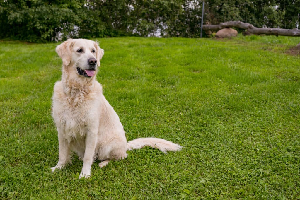 Golden retriever sitting in a freshly cleaned green yard, representing Oop Scoop’s vision of safe, healthy, and waste-free outdoor spaces in Delaware and Maryland.
