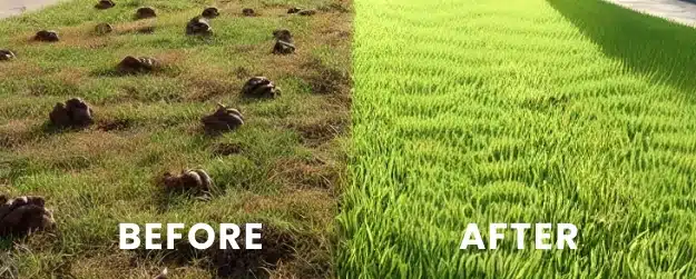 Before and after photo showing yard with dog poop and then cleaned by Oop Scoop pet waste removal in Delaware and Maryland.