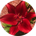 Judith Webb Avatar